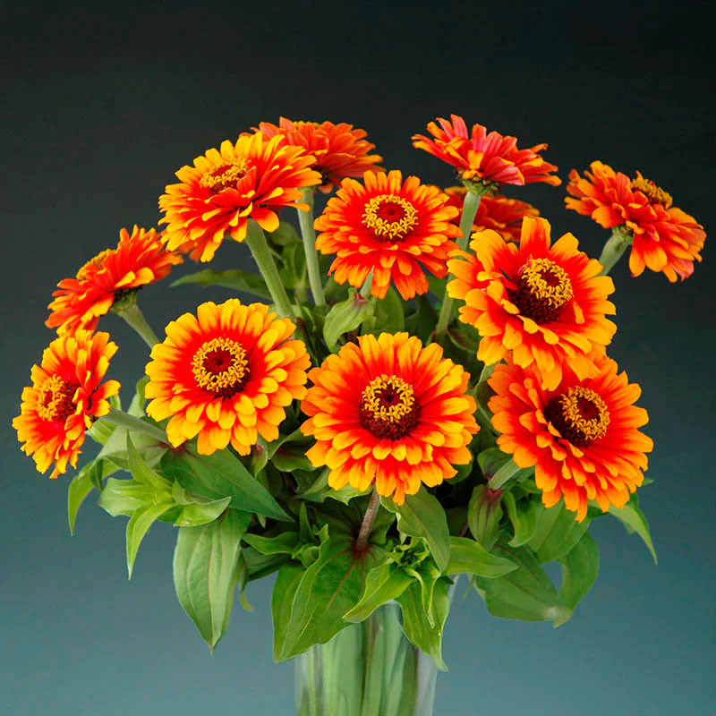 Zinnia 1000 Semillas elegans Zowie Yellow Flame Flor Corte Jardin 400 Zinnia 1000 Semillas elegans Zowie Yellow Flame Flor Cort Zinnia 1000 Semillas elegans Zowie Yellow Flame Flor Corte Jardin 400 Zinnia 1000 Semillas elegans Zowie Yellow Flame Flor Cort