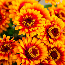  Zinnia 1000 Semillas elegans Zowie Yellow Flame Flor Corte Jardin 400 Zinnia 1000 Semillas elegans Zowie Yellow Flame Flor Cort