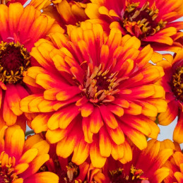  Zinnia 1000 Semillas elegans Zowie Yellow Flame Flor Corte Jardin 400 Zinnia 1000 Semillas elegans Zowie Yellow Flame Flor Cort