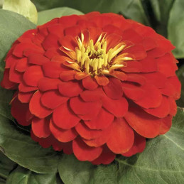  Zinnia 1000 Semillas elegans Magellan Scarlet Flor Corte Jardin 400 Zinnia 1000 Semillas elegans Magellan Scarlet Flor Corte Ja
