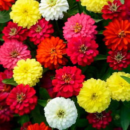 Zinnia 500 Semillas marylandica Double Zahara Mix Flor Maceta Jardin 121.186441 Zinnia 500 Semillas marylandica Double Zahara M