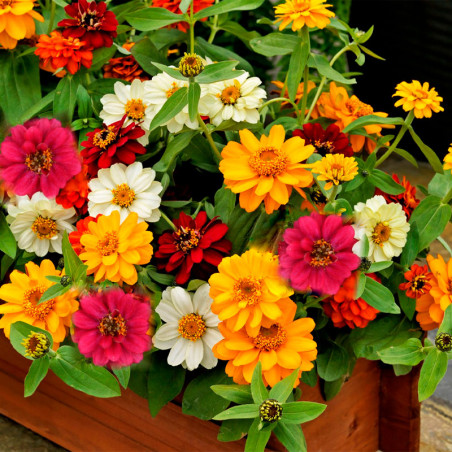  Zinnia 500 Semillas marylandica -grandiflora Profusion Double Mix Flor Maceta Jardin 129.661015 Zinnia 500 Semillas marylandica