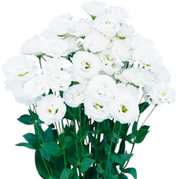  Lisianto 1000 Semillas Eustoma grandiflorum Lisianthus Arosa 3 White Pure PLT Flor Corte 180.508475 Lisianto 1000 Semillas Eust