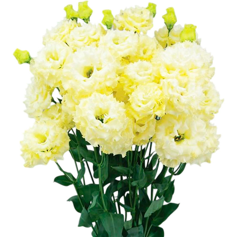 Lisianto 1000 Semillas Eustoma grandiflorum Lisianthus Celeb 2 Yellow PLT Flor Corte 164.40678 Lisianto 1000 Semillas Eustoma g Lisianto 1000 Semillas Eustoma grandiflorum Lisianthus Celeb 2 Yellow PLT Flor Corte 164.40678 Lisianto 1000 Semillas Eustoma g