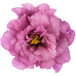  Lisianto 1000 Semillas Eustoma grandiflorum Lisianthus Celeb 2 Grape PLT Flor Corte 164.40678 Lisianto 1000 Semillas Eustoma gr