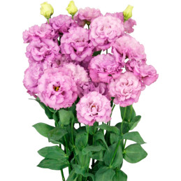  Lisianto 1000 Semillas Eustoma grandiflorum Lisianthus Celeb 2 Grape PLT Flor Corte 164.40678 Lisianto 1000 Semillas Eustoma gr
