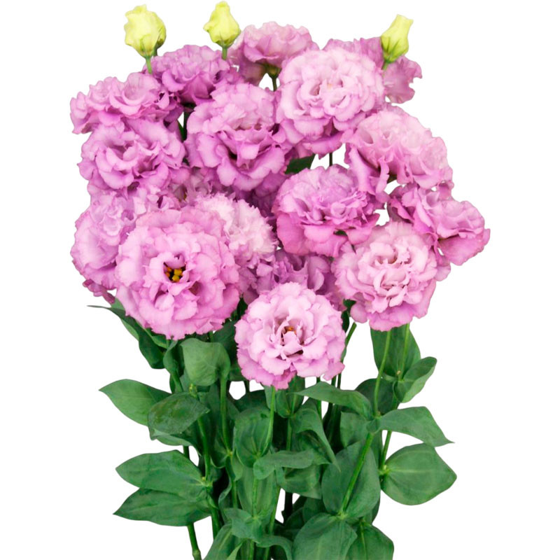 Lisianto 1000 Semillas Eustoma grandiflorum Lisianthus Celeb 2 Grape PLT Flor Corte 164.40678 Lisianto 1000 Semillas Eustoma gr Lisianto 1000 Semillas Eustoma grandiflorum Lisianthus Celeb 2 Grape PLT Flor Corte 164.40678 Lisianto 1000 Semillas Eustoma gr