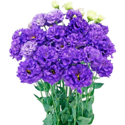 Lisianto 1000 Semillas Eustoma grandiflorum Lisianthus Celeb 1 violet PLT Flor Corte 164.40678 Lisianto 1000 Semillas Eustoma g