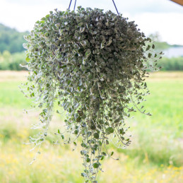  Dichondra 100 Semillas argentea Silver Surfer Flor Colgante Maceta 77.118644 Dichondra 100 Semillas argentea Silver Surfer Flor