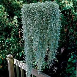  Dichondra 100 Semillas argentea Silver Falls Flor Colgante Maceta 77.118644 Dichondra 100 Semillas argentea Silver Falls Flor C