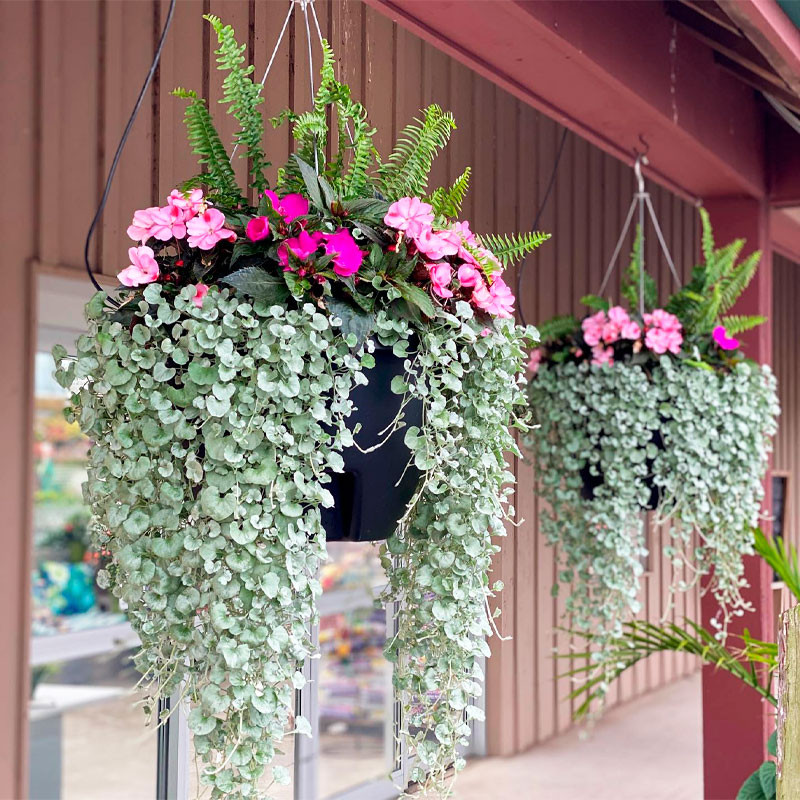 Dichondra 100 Semillas argentea Silver Falls Flor Colgante Maceta 77.118644 Dichondra 100 Semillas argentea Silver Falls Flor C Dichondra 100 Semillas argentea Silver Falls Flor Colgante Maceta 77.118644 Dichondra 100 Semillas argentea Silver Falls Flor C