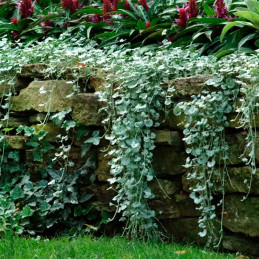  Dichondra 100 Semillas argentea Silver Falls Flor Colgante Maceta 77.118644 Dichondra 100 Semillas argentea Silver Falls Flor C