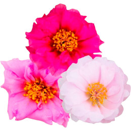  Verdolaga 1000 Semillas Portulaca grandiflora Sundial Valentine Mix Flor Maceta Jardin 80.508475 Verdolaga 1000 Semillas Portul