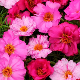  Verdolaga 1000 Semillas Portulaca grandiflora Happy Hour Pink Passion Mix PLT Flor Maceta Jardin 80.508475 Verdolaga 1000 Semil