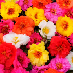  Verdolaga 1000 Semillas Portulaca grandiflora Happy Trails Mix PLT Flor Maceta Jardin 80.508475 Verdolaga 1000 Semillas Portula