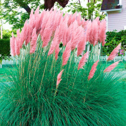  Grass 5000 Semillas Cortaderia selloana Orn Feather Pink Flor Corte Jardin 149.152542 Grass 5000 Semillas Cortaderia selloana O