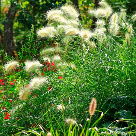  Grass Cola de Zorro 1000 Semillas Pennisetum Villosum Orn Flor Corte Jardin 91.525424 Grass Cola de Zorro 1000 Semillas Pennise