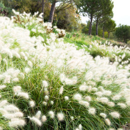  Grass Cola de Zorro 1000 Semillas Pennisetum Villosum Orn Flor Corte Jardin 91.525424 Grass Cola de Zorro 1000 Semillas Pennise