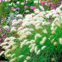  Grass Cola de Zorro 1000 Semillas Pennisetum Villosum Orn Flor Corte Jardin 91.525424 Grass Cola de Zorro 1000 Semillas Pennise