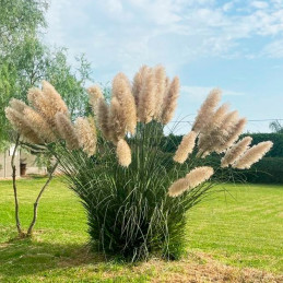  Grass 5000 Semillas Cortaderia selloana Orn Feather White Flor Corte Jardin 149.152542 Grass 5000 Semillas Cortaderia selloana 