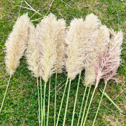  Grass 5000 Semillas Cortaderia selloana Orn Feather White Flor Corte Jardin 149.152542 Grass 5000 Semillas Cortaderia selloana 