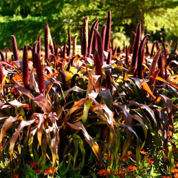 Grass 100 Semillas Pennisetum glaucum Ornamental Millet Cooper Prince Flor Corte Jardin 80.508475 Grass 100 Semillas Pennisetum