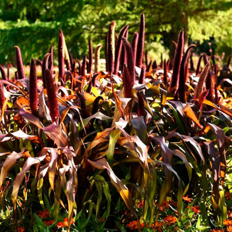  Grass 100 Semillas Pennisetum glaucum Ornamental Millet Cooper Prince Flor Corte Jardin 80.508475 Grass 100 Semillas Pennisetum