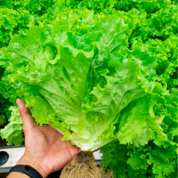  Lechuga Sertaneja 5000 Semillas PLT Verde Rizada Crespa, Enza Zaden 187 Lechuga Sertaneja 5000 Semillas PLT Verde Rizada Crespa