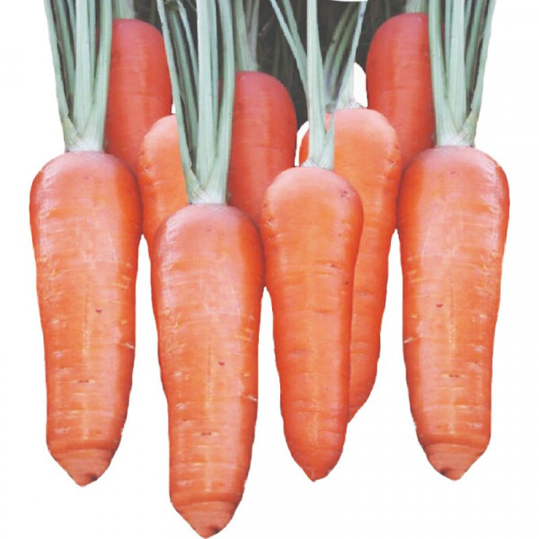 Zanahoria Shanty 1lb, Semillas de zanahoria, Ayv Seeds