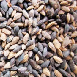  Semillas de Pino 1Kg, Pinus patula Lloron Sierra Altoandino 386.440678 Semillas de Pino 1Kg, Pinus patula Lloron Sierra Altoand