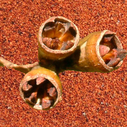  Semillas de Eucalipto 1Kg, Eucalyptus saligna Costa Valles Interandinos Forestar 1016.949153 Semillas de Eucalipto 1Kg, Eucalyp