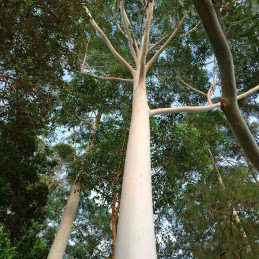  Semillas de Eucalipto 1Kg, Eucalyptus saligna Costa Valles Interandinos Forestar 1016.949153 Semillas de Eucalipto 1Kg, Eucalyp