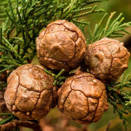  Semillas de Cipres 1Kg, Cupressus macrocarpa, Arborizaciones 190.677966 Semillas de Cipres 1Kg, Cupressus macrocarpa, Arborizac