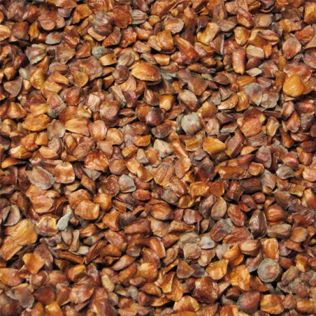  Semillas de Cipres 1Kg, Cupressus macrocarpa, Arborizaciones 190.677966 Semillas de Cipres 1Kg, Cupressus macrocarpa, Arborizac