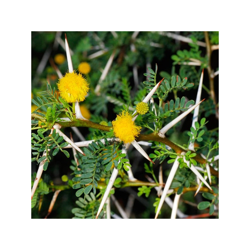 Semillas de Huaranguillo 1Kg, Acacia horrida, 20 mil semillas, Arborizaciones 254.237288 Semillas de Huaranguillo 1Kg, Acacia Semillas de Huaranguillo 1Kg, Acacia horrida, 20 mil semillas, Arborizaciones 254.237288 Semillas de Huaranguillo 1Kg, Acacia