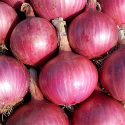  Cebolla Pantera Rosa 1lb, Semillas de cebolla roja dias intermedios siembras verano, Hazera 386.440678 Cebolla Pantera Rosa 1lb