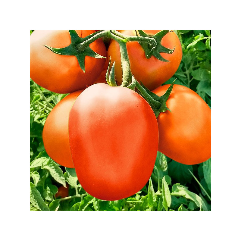 Tomate Durino 5000semillas, Semilla de tomate determinado hibrido F1 Tipo Saladette, Topseed 1250.847458 Tomate Durino 5000semi Tomate Durino 5000semillas, Semilla de tomate determinado hibrido F1 Tipo Saladette, Topseed 1250.847458 Tomate Durino 5000semi