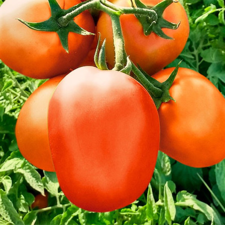  Tomate Durino 5000semillas, Semilla de tomate determinado hibrido F1 Tipo Saladette, Topseed 1250.847458 Tomate Durino 5000semi