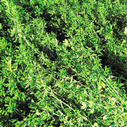 Alfalfa AGP 350 25Kg, Semillas de alfalfa dormancia 4, Invierno frio seco, AGP