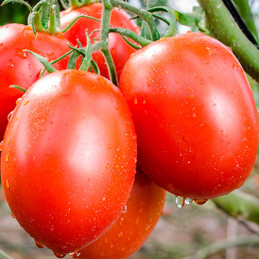 Tomate Pai Pai 1000semillas, Semillas de tomate Indeterminado Saladette, Enza Zaden