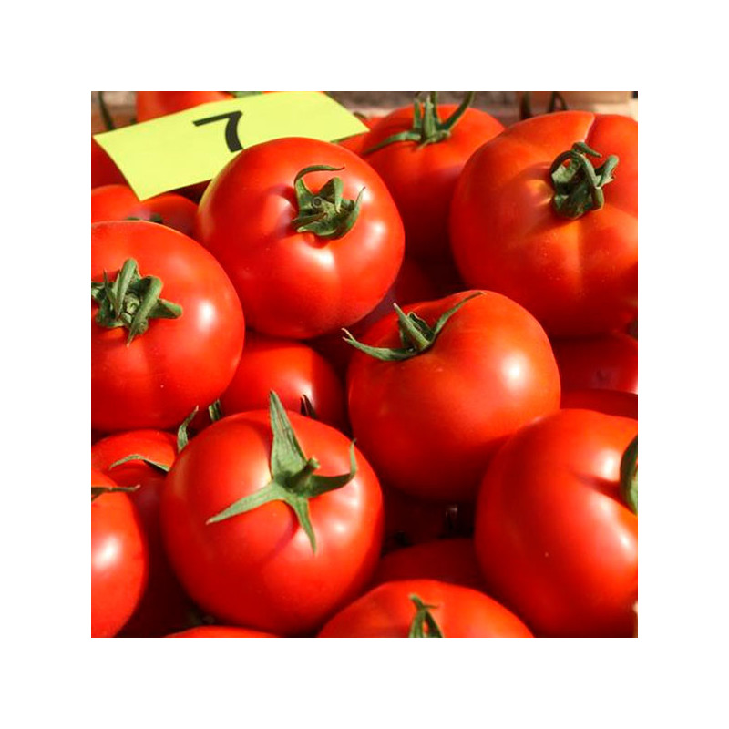 Tomate Elpida 1000semillas, Semillas de tomate Indeterminado Beef, Enza Zaden 349.152542 Tomate Elpida 1000semillas, Semillas d Tomate Elpida 1000semillas, Semillas de tomate Indeterminado Beef, Enza Zaden 349.152542 Tomate Elpida 1000semillas, Semillas d