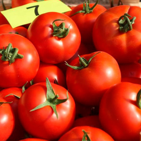  Tomate Elpida 1000semillas, Semillas de tomate Indeterminado Beef, Enza Zaden 349.152542 Tomate Elpida 1000semillas, Semillas d