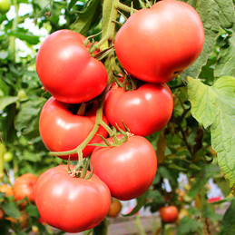 Tomate Elpida 1000semillas, Semillas de tomate Indeterminado Beef, Enza Zaden