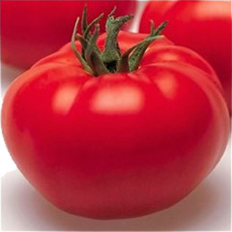 Tomate Arbason 1000semillas, Semillas de tomate Indeterminado Beef, Enza Zaden